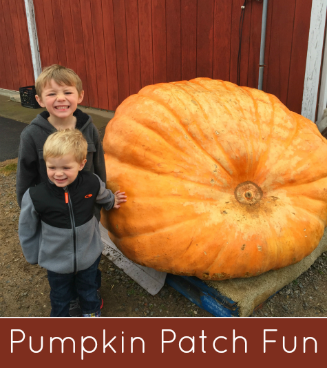 Pumpkin Patch Fun Preschool Field Trip